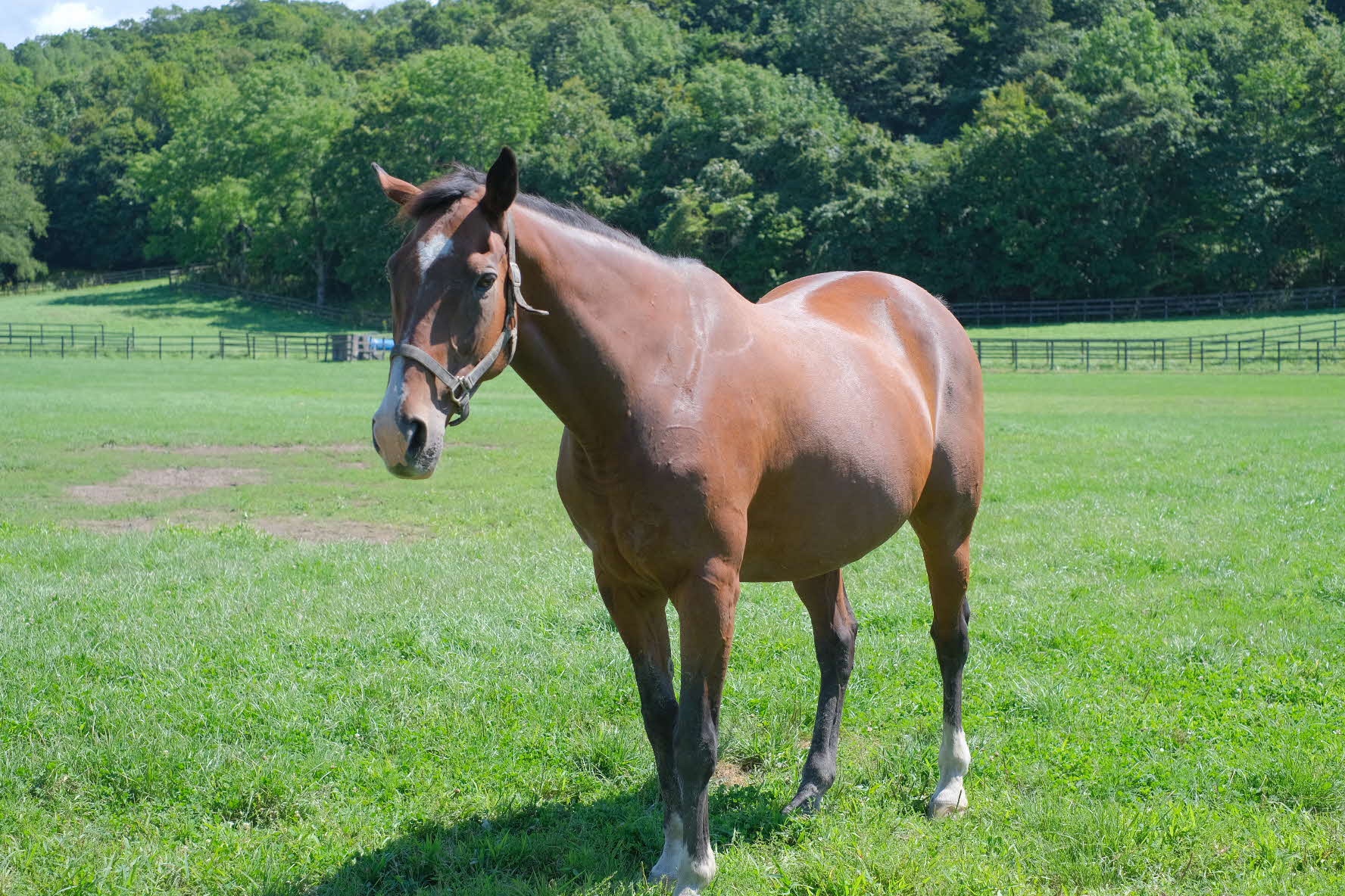 【Gal游戏综合区】Galgame杂谈第十一期 为半年的Galgame评论做总结-第6张